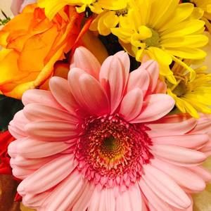 Meet your Posher, Janet